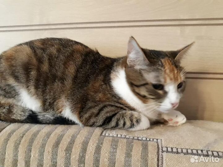 Трёхцветная Варька подарит Вам счастье, стерильная