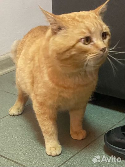 Рыжий котик