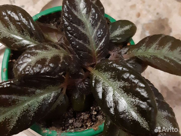 Эписции более 40 сортов