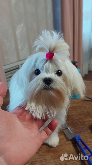 Вязка мальтезе