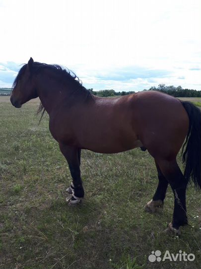 Лошади. Жеребец-производитель