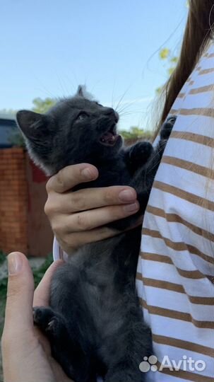 Невероятный котенок