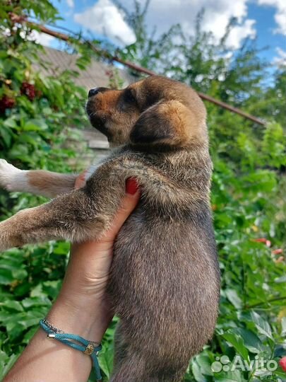 Щенки дворовой собаки Она сторожевая
