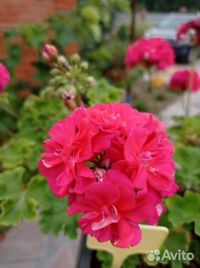 Комнатные цветы