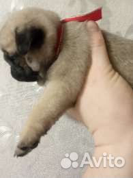 Щенки мопса