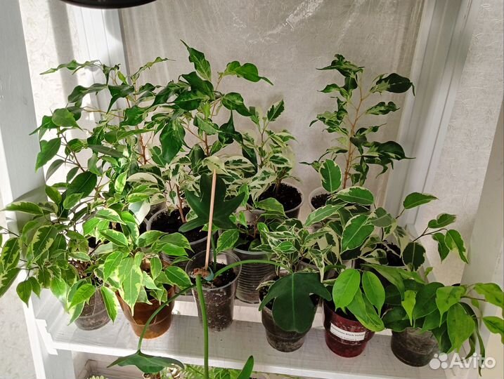 Фикусы разные сорта, комнатные растения 7