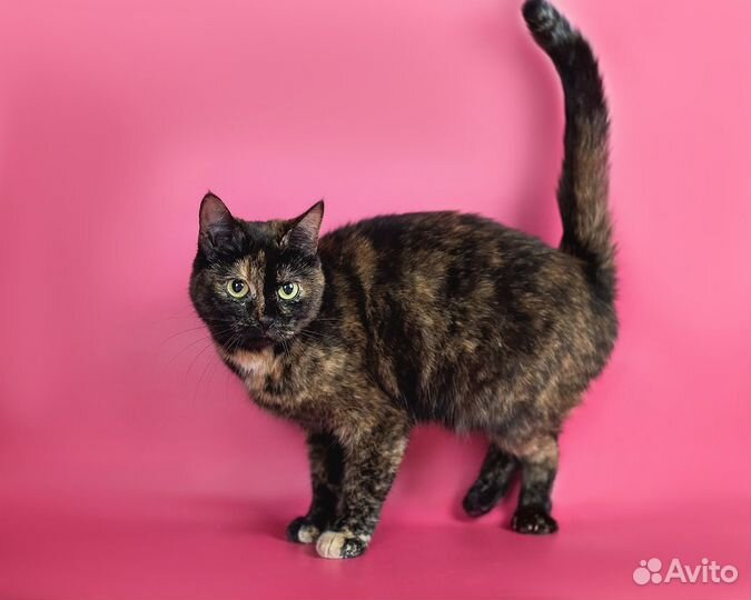 Кошка Фадж, 2 года