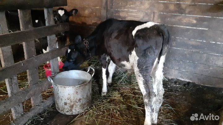 Коровы,телята