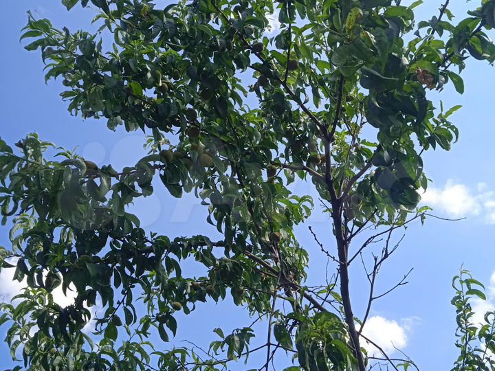 Дача 70 м² на участке 4,2 сот.