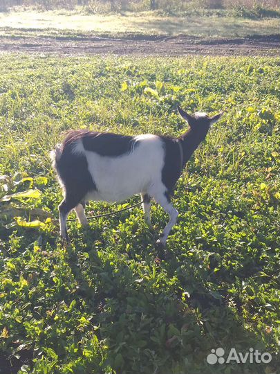 Коза дойная