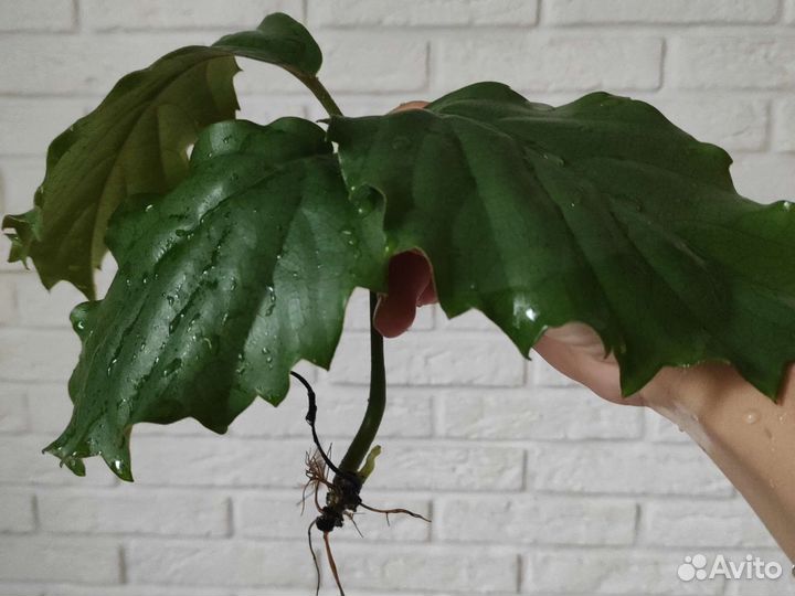 Тетрастигма