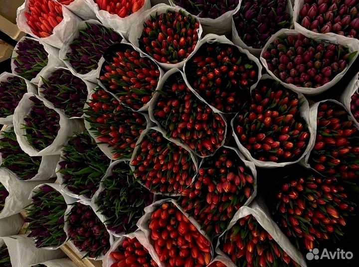 Тюльпаны опт разные цвета