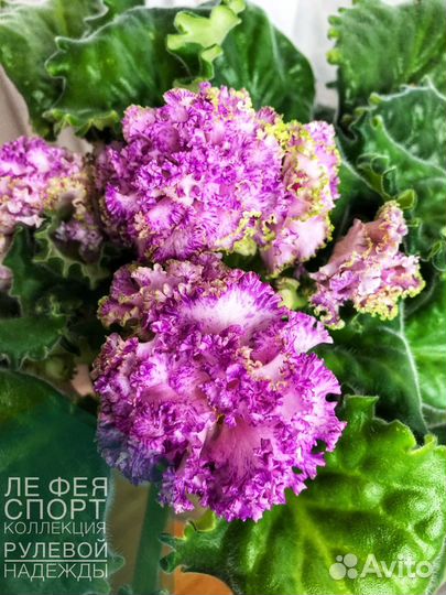 Сортовые фиалки