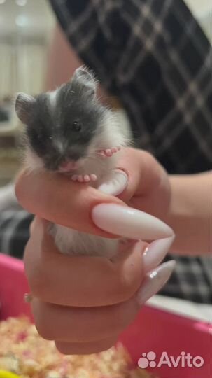 Сирийский хомяк