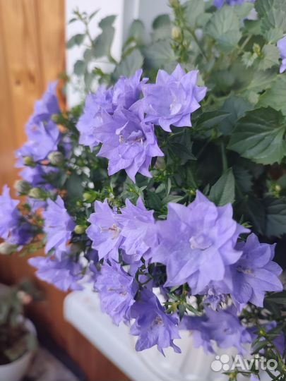 Кампанула махровая