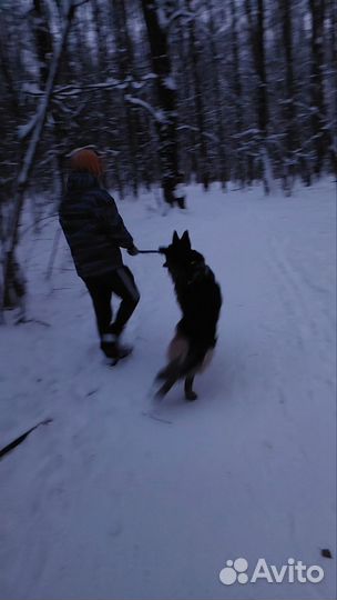 Дрессировка и коррекция поведения собаки