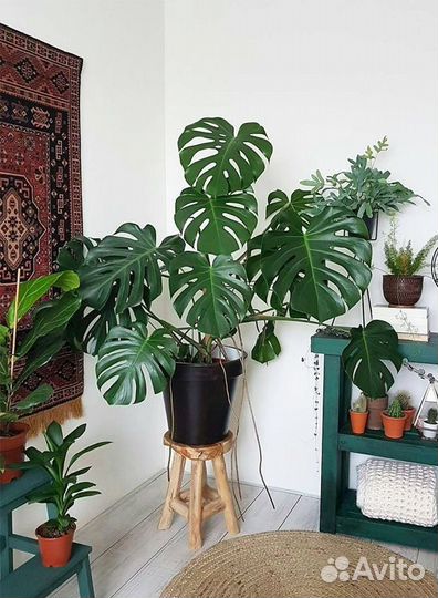 Обменяю церковные платки на цветы