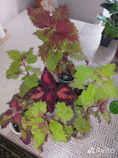 Комнатные цветы