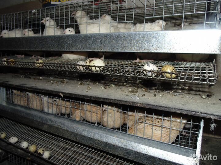 Клетки для перепелов