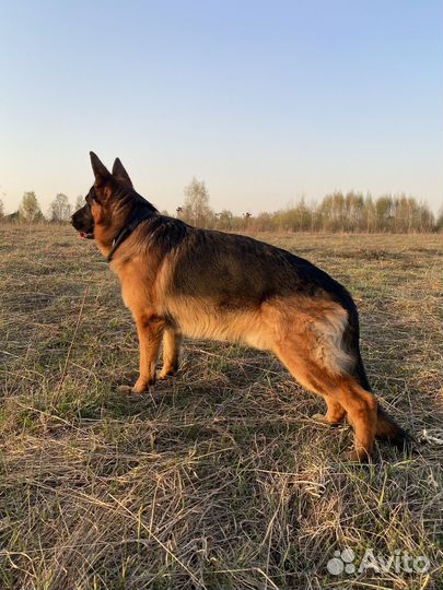 Немецкая овчарка, кобель, вязка