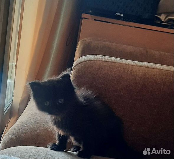 Отдам в добрые руки маленькую кошечку