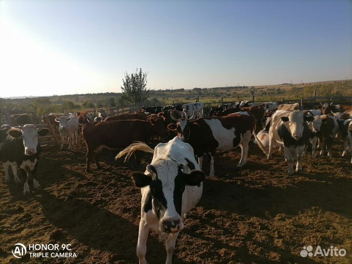 Коровы с телятами