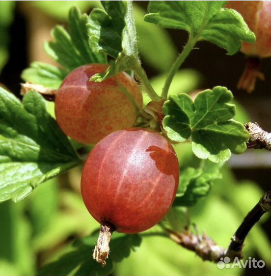 Яблоки и груши