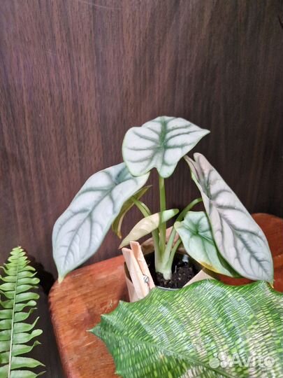 Алоказия Серебряный Дракон