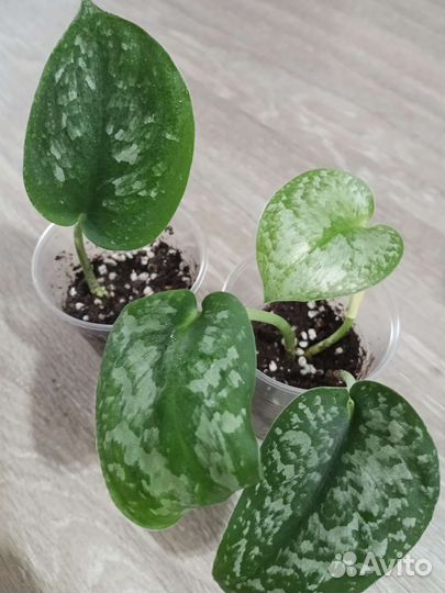 Суиндапсусы