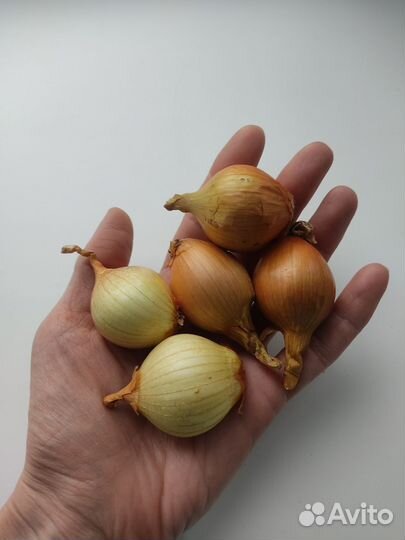 Лук семейный