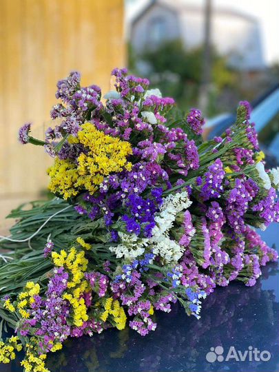 Комнатные растения цветы