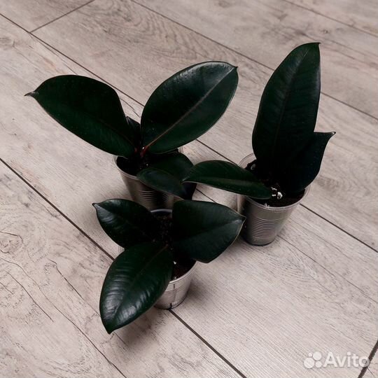 Фикус Черный принц