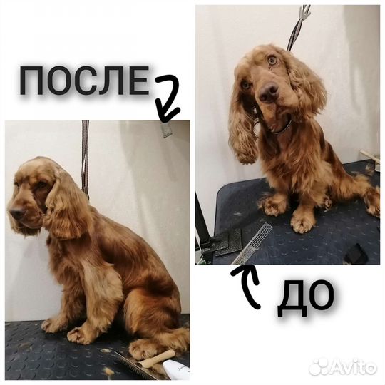 Стрижка собак и кошек. Груминг