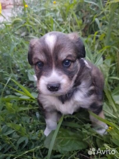 Русский охотничий спаниель щенки