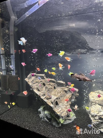 Оранда панда, тернеции, сапфировые попугаи