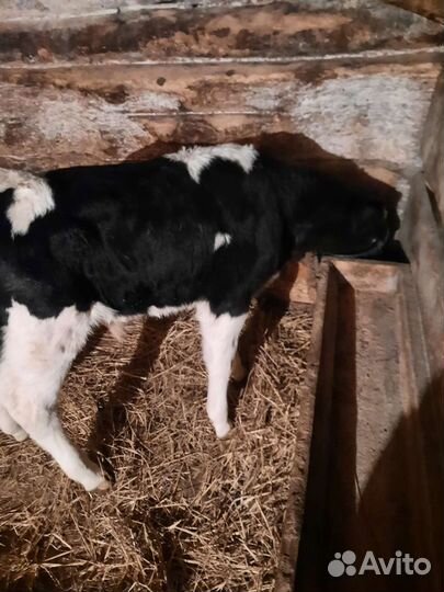 Бычки и телята