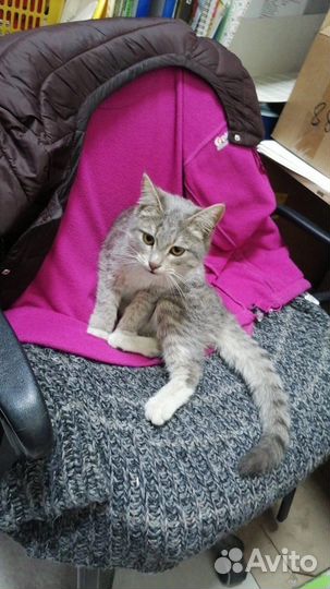 Кошка в добрые руки