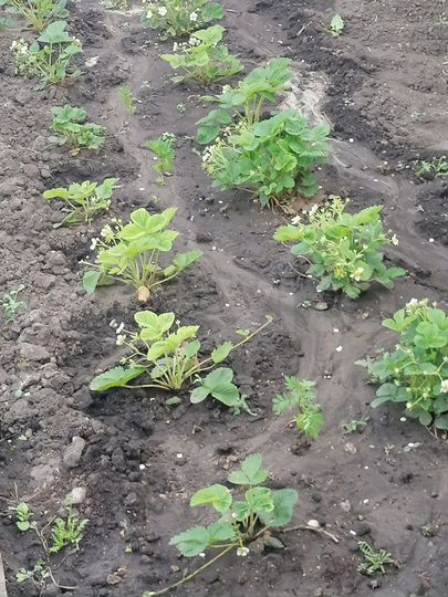 Дом 54 м² на участке 7,5 сот.