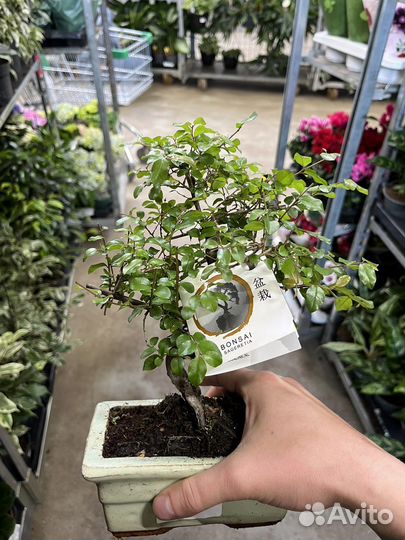 Дерево бонсай, кармона, вяз, лигуструм, мирт