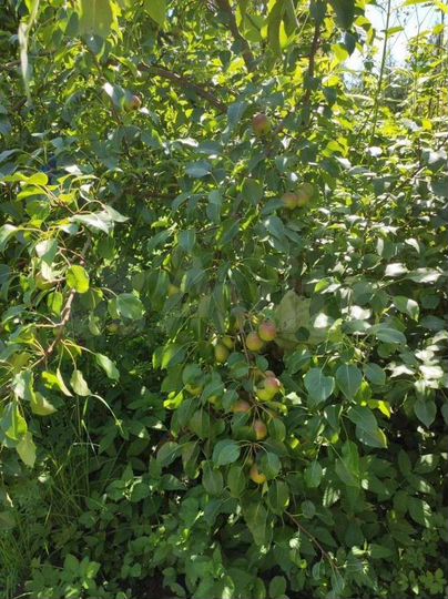 Дом 25 м² на участке 12 сот.