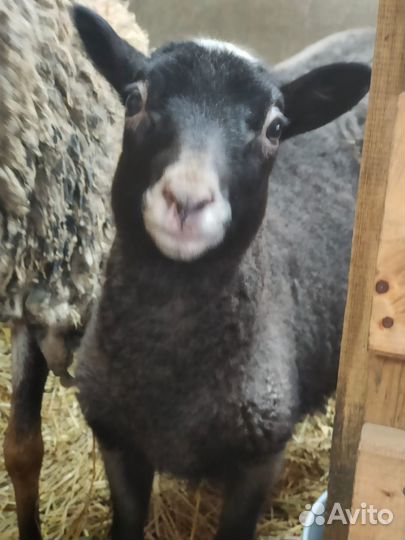 Продам ягнят и овец романовской породы