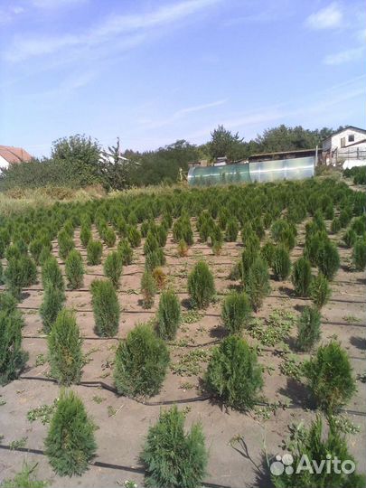 Саженцы туи заподной