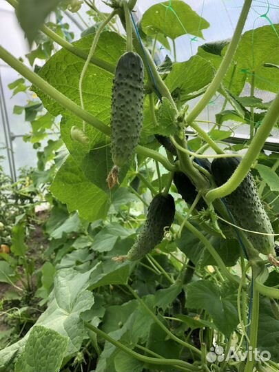 Огурцы домашние