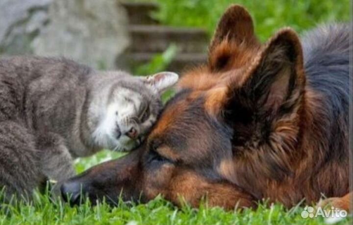 Зоопсихолог. Кинолог. Фелинолог