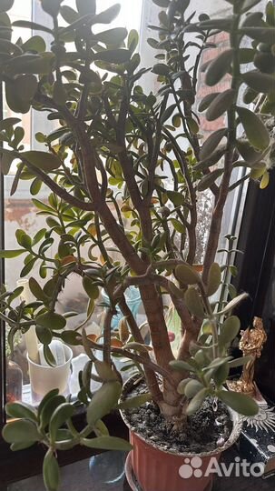 Денежное дерево