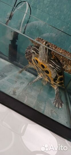 Красноухая черепахи с аквариумов