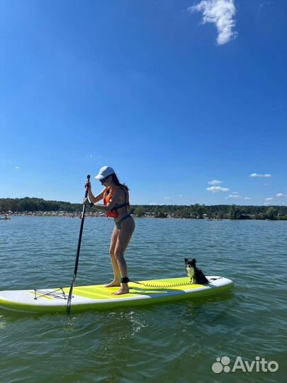 Тигровый Чихуахуа кобель, вязка