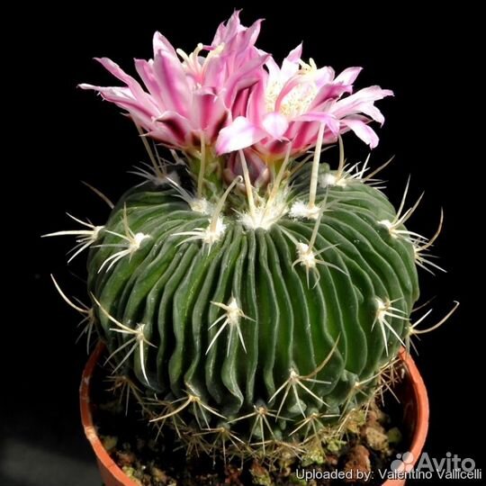 Кактусы разные, 510 видов, семена