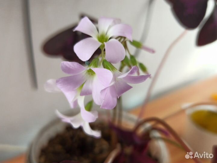 Кислица оксалис