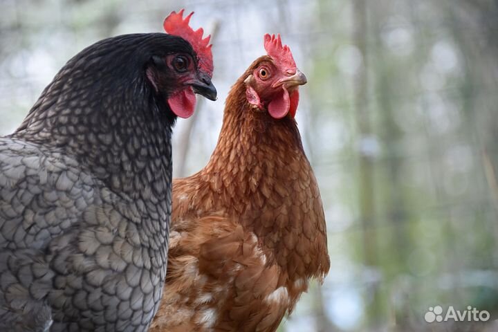 Куры Молодки Чешский доминант